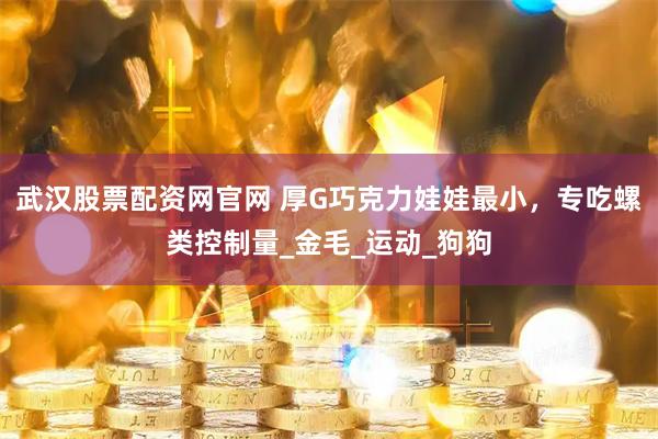 武汉股票配资网官网 厚G巧克力娃娃最小，专吃螺类控制量_金毛_运动_狗狗